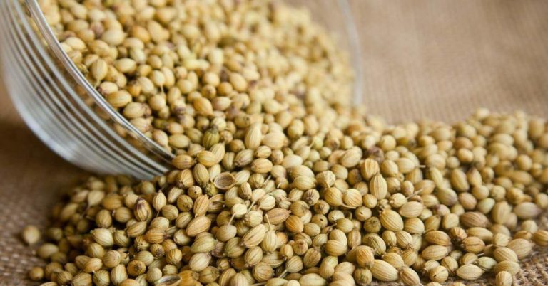 Korijander – kako utiče na zdravlje, recept za čaj, gde kupiti i kako gajiti? Korijander – kako utiče na zdravlje, recept za čaj, gde kupiti i kako gajiti?